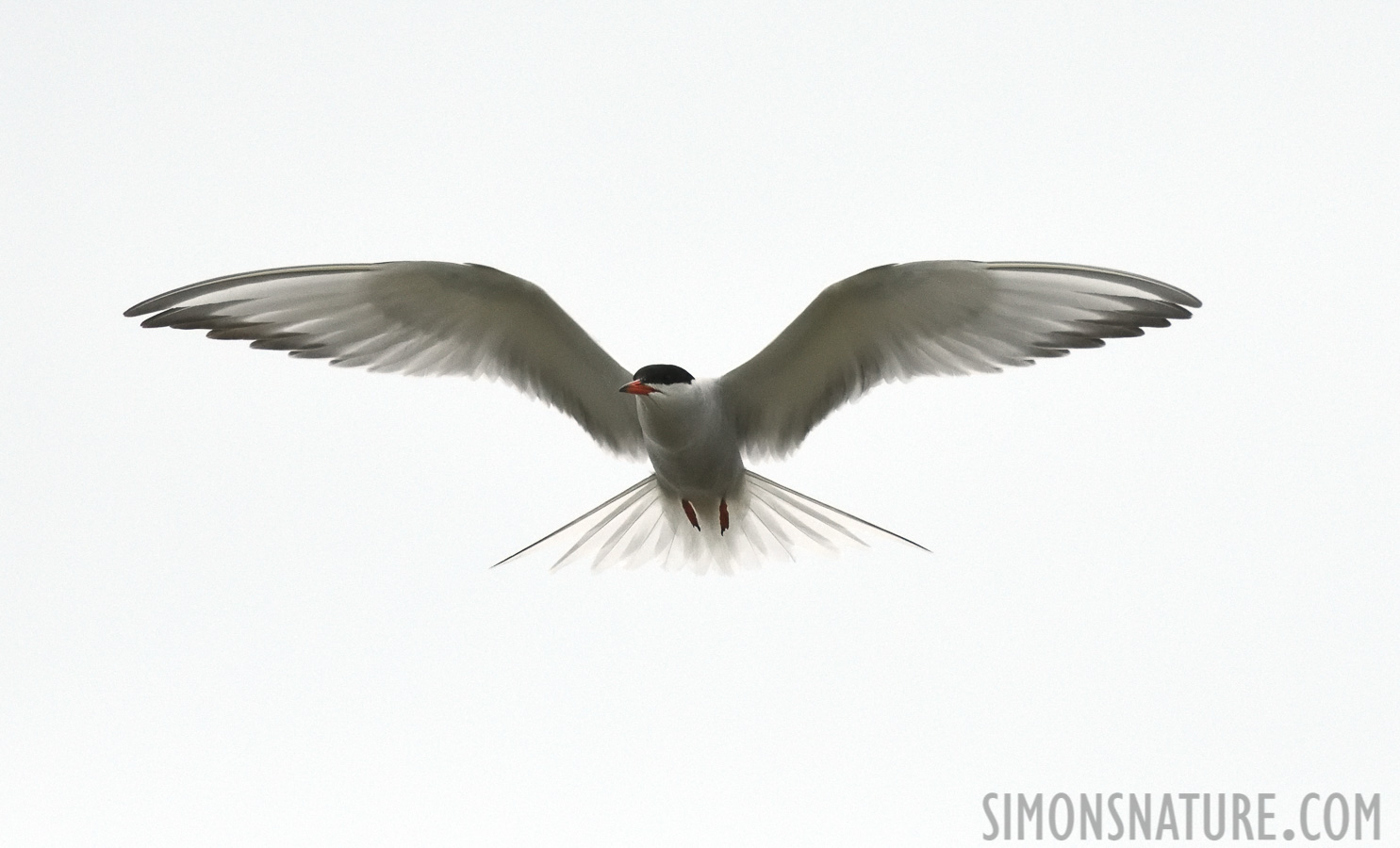 Sterna hirundo hirundo [380 mm, 1/6400 Sek. bei f / 8.0, ISO 1600]